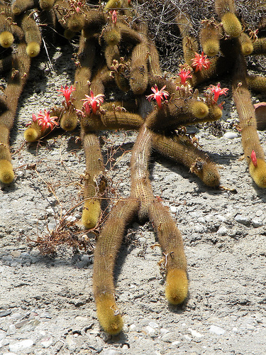 Cleistocactus sp.